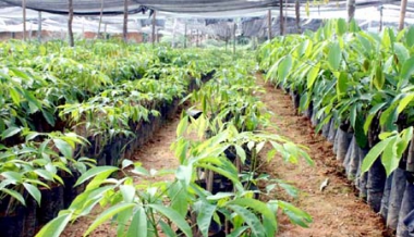 CAO SU ĐỒNG NAI: CÔNG TÁC GIỐNG ĐƯỢC ƯU TIÊN HÀNG ĐẦU