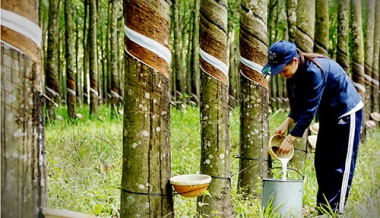 CAO SU ĐƯỢC ƯU TIÊN NÂNG CAO NĂNG LỰC CẠNH TRANH
