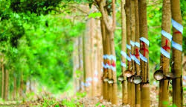GIÁ CAO SU KỲ HẠN TẠI TOKYO NGÀY 10/8 DUY TRÌ ỔN ĐỊNH