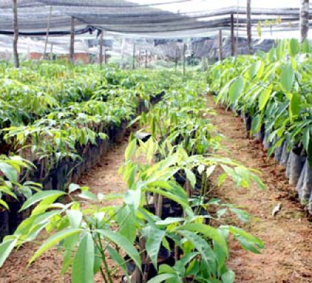 CAO SU ĐỒNG NAI: CÔNG TÁC GIỐNG ĐƯỢC ƯU TIÊN HÀNG ĐẦU