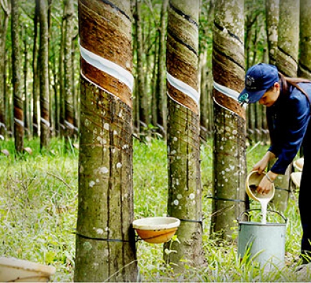 CAO SU ĐƯỢC ƯU TIÊN NÂNG CAO NĂNG LỰC CẠNH TRANH
