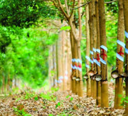 GIÁ CAO SU KỲ HẠN TẠI TOKYO NGÀY 10/8 DUY TRÌ ỔN ĐỊNH